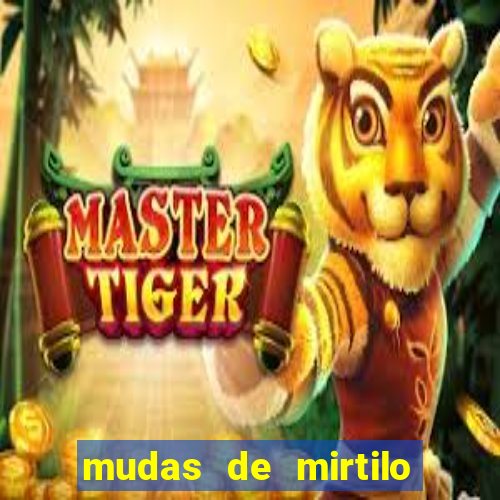 mudas de mirtilo em porto alegre